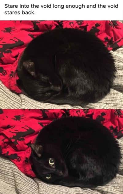 Round curled black cat meme that looks like a void then suddenly stares back