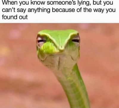 Suspicious snek meme silent knowing someone is hiding a lie