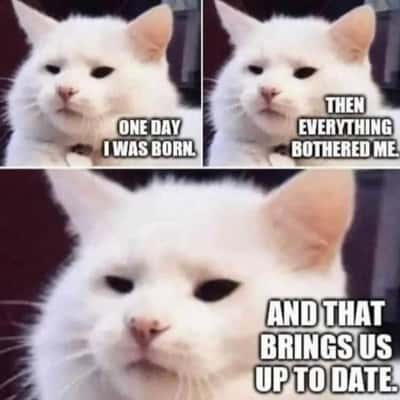 White cat meme recounts being annoyed since birth