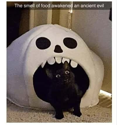 Shocked black cat meme awakened by the smell of food