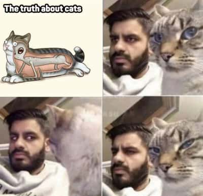 Stretchy tabby cat meme revealing the secret hidden anatomy of all house cats