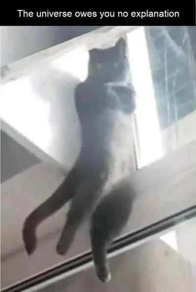 Cat meme on glass no explanation