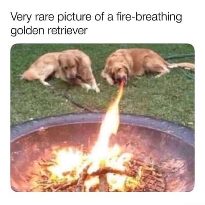 Golden retriever meme breathing fire