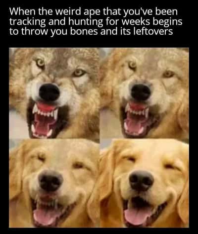 Slowly softening wolf turning into happy golden retriever meme getting free human leftovers