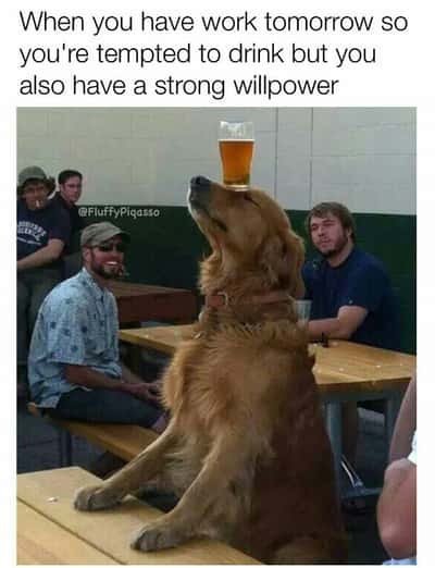Golden retriever meme balancing beer showing strong willpower