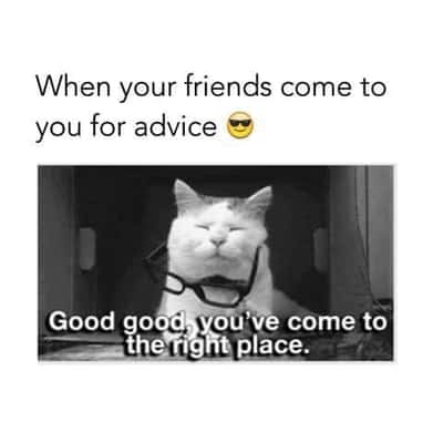 Smug chonky white cat meme acting as everyone's trusted life advice guru