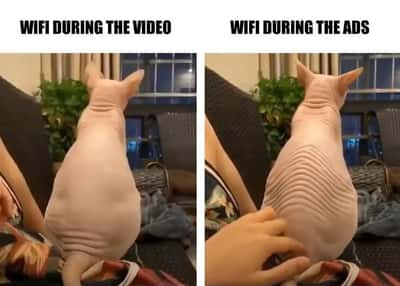 Wrinkly sphynx cat meme showing wifi speed difference during video and ad breaks