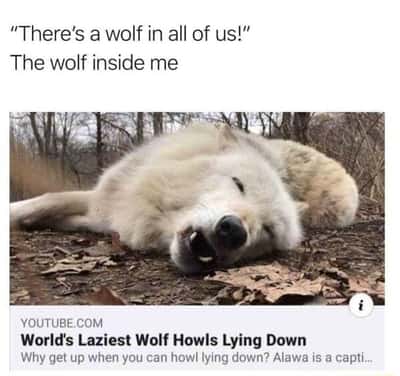 Wolf meme inner wolf is lazy sleepy laid back creature