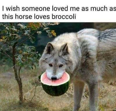 Wolf meme longing for unwavering devoted love