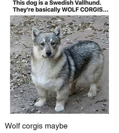 Chonky wolf corgi meme of a Swedish Vallhund smiling calmly at the camera