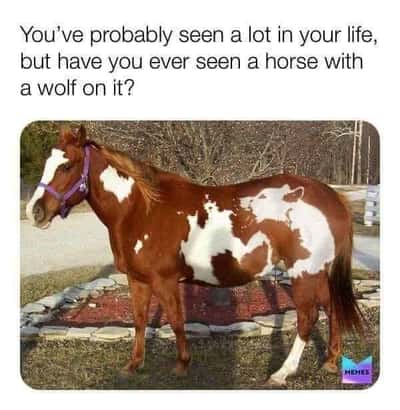 Horse meme has wolf pattern on body