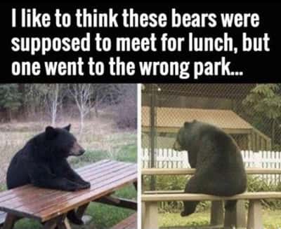 Bear waiting meme two bears missed lunch meetup at different parks