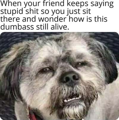 Dog squinting meme judging a dumb friend talking nonsense