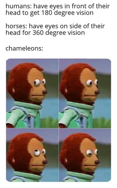 Side eye monkey meme showing chameleon eye movement