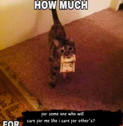 Cat holding cash meme asking for someone's care