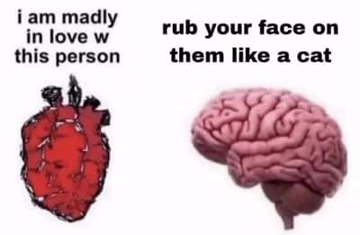 Heart and brain meme rub face on crush like a cat