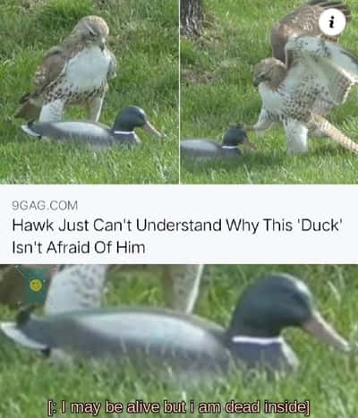 Hawk confused duck meme not afraid, dead inside