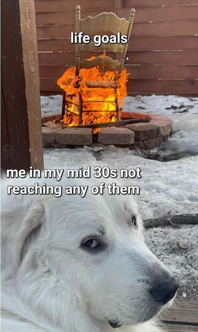 Disappointed white dog meme not reaching any life goals in mid 30s