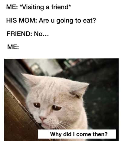 Sad cat meme no food at friend home