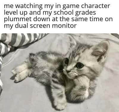 Pensive grey tabby kitten meme juggling gaming progress and plummeting school grades