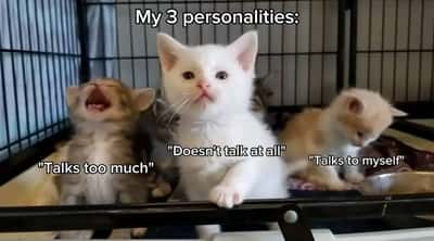 Three cat personalities meme showing talking styles