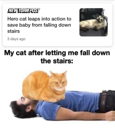 Chonky orange cat meme sitting on your face after you fell down the stairs