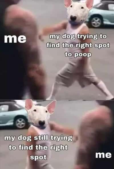 Dog meme spinning owner around while trying to find right spot to poop