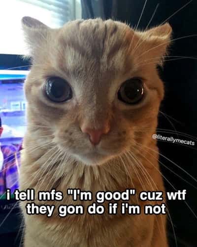Orange cat staring meme pretending to be fine