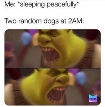 Shrek yelling meme late night dogs ruining sleep joke
