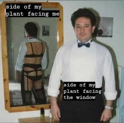 Houseplant meme showing normal side to owner while hidden lingerie side faces window