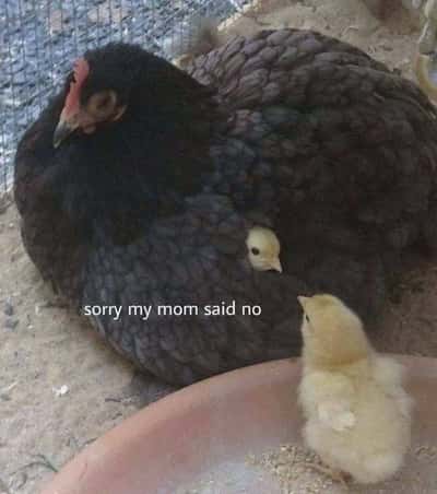 Hiding chick meme says mom said no