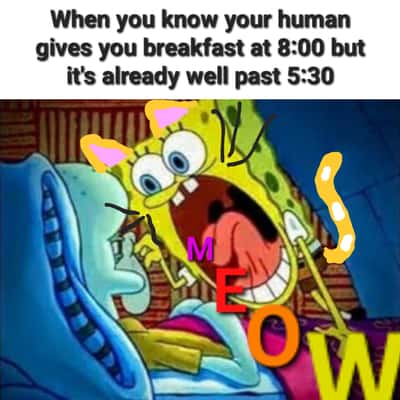 Spongebob yelling at squidward meme cat begging early breakfast