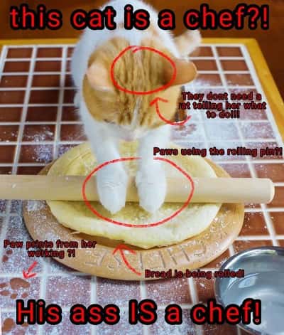 Cat meme rolling dough with rolling pin acting as a chef
