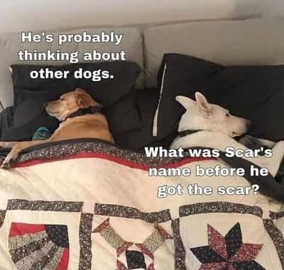 Two dogs meme in bed overthinking