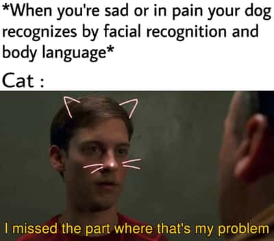Cat meme ignores sad owner's pain