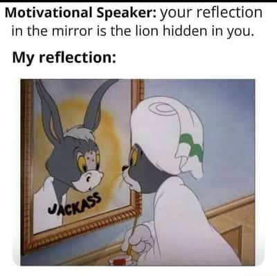 Tom cat meme sees jackass in mirror