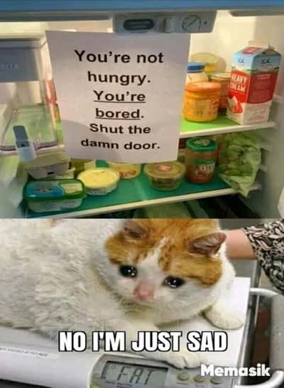 Sad chonky orange and white cat meme insisting it snacks out of sadness not boredom