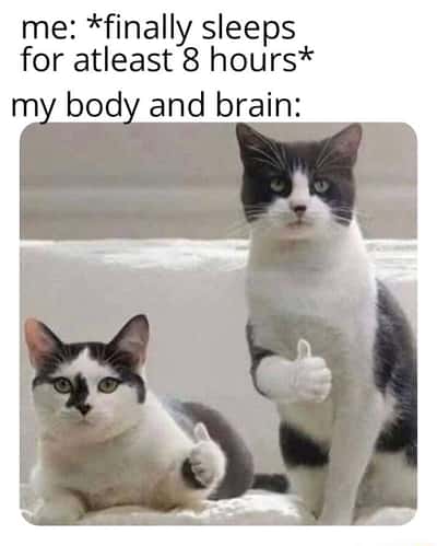 Thumbs up cats meme body brain approving full eight hours sleep