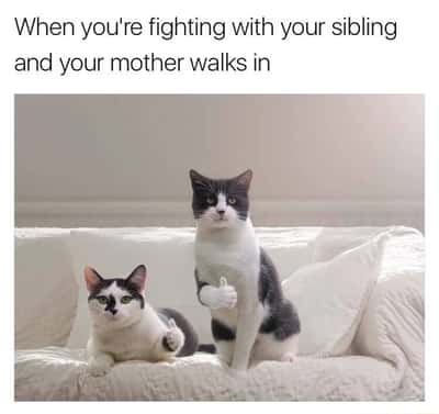 Thumbs up cats meme siblings pretend peace when mom enters room