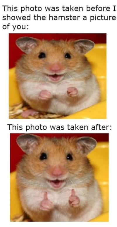 Thumbs up hamster meme hamster reacts positively after seeing your photo