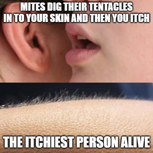 Whisper in Ear Goosebumps Meme: Mites dig their tentacles into your skin and then youitch Whisper in Ear Goosebumps Meme: Mites dig their tentacles into your skin and then youitch
