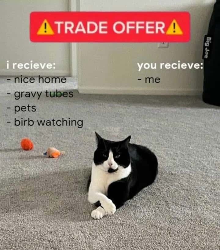 Cat Trade Offer Meme: Nice Home Gravy Tubes Pets Birb Watching