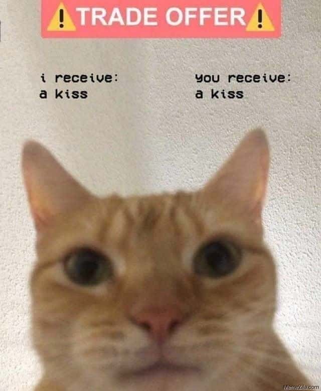Funny Cat Trade Offer Meme: I Receive A Kiss You Receive A Kiss