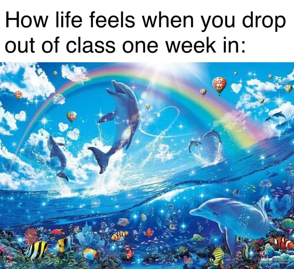 Rainbow dolphin meme overjoyed after dropping out of class