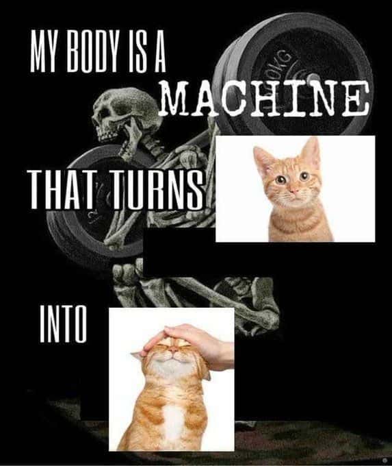 My body is a machine meme pet cats