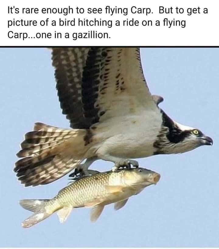 It's rare enough to see flying Carp. But to get a picture of a bird hitching a ride on a flying Carp...one in a gazillion.