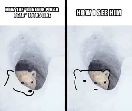Bonjour Polar Bear Meme: How I See Him vs Reality