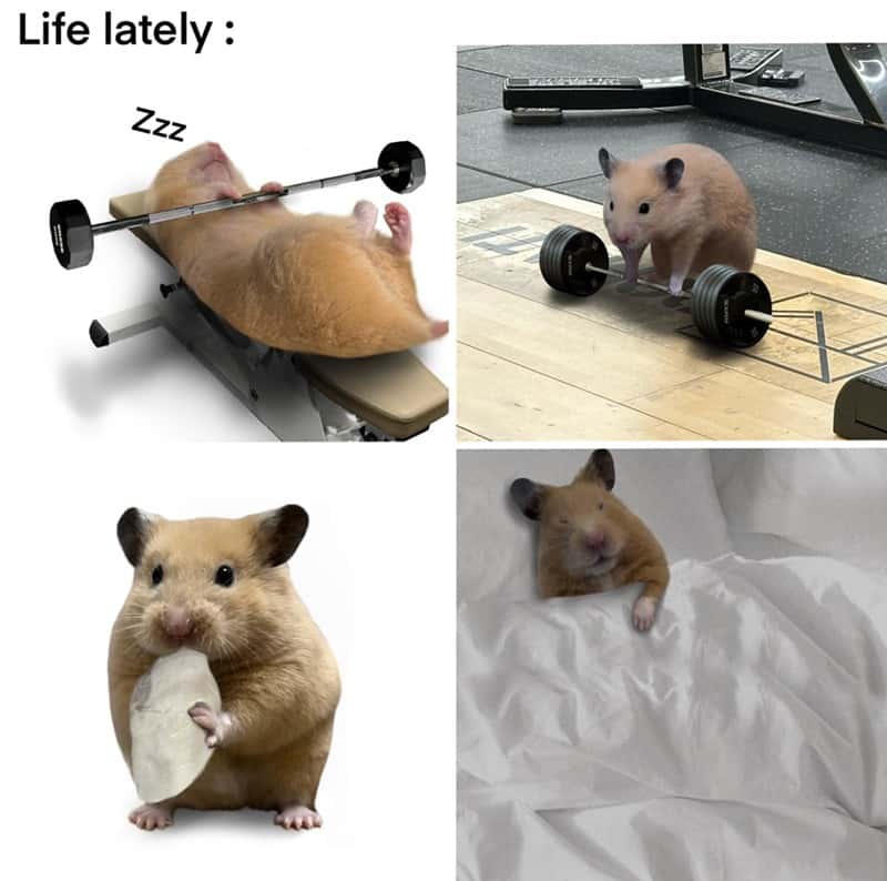 Life lately hamster
