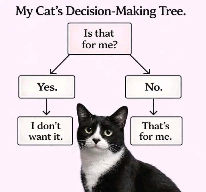 My Cat's Decision-Making Tree. Is that for me? Yes. No. I don't want it. That's for me.