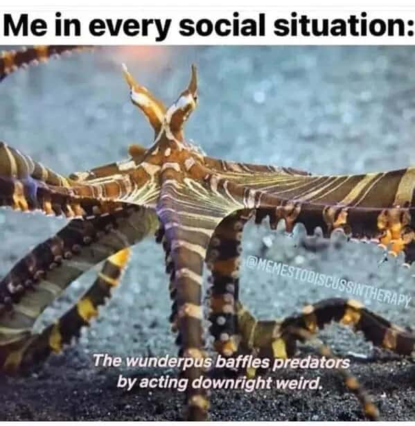 Me in every social situation: The wunderpus baffles predators by acting downright weird.